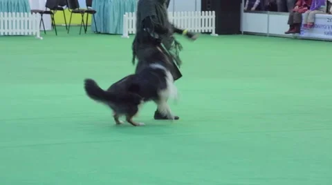 Dog training competition Stock Footage 44724389