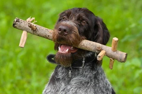 Dog with training dummy Stock Photos