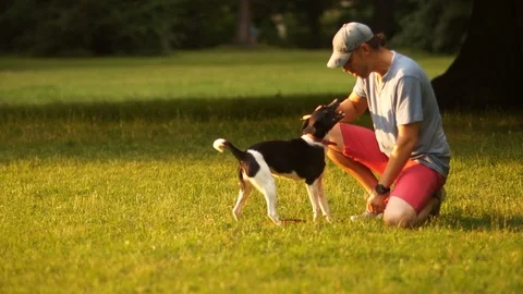 Dog training. Evening walk in the park. A man and a dog are playing with a stick Stock Footage 101637973