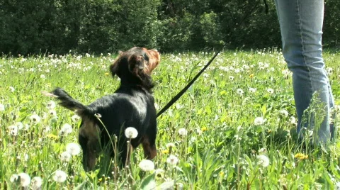 Dog training, focus, attention, HD 1080 스톡 동영상 378353
