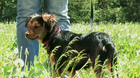 Dog training, focus, attention, HD 1080 스톡 동영상 378432