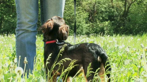 Dog training, focus, attention, HD 1080 Stock Footage 378460