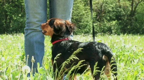 Dog training, focus, attention, HD 1080 스톡 동영상 378469