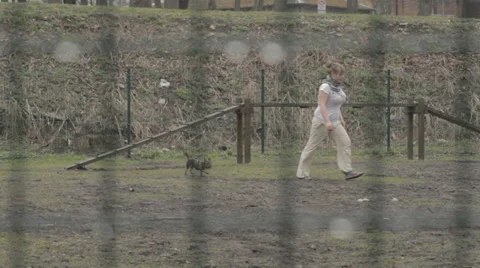 Dog training Stock Footage 31748006