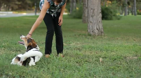 Dog Training Video stock 51743514