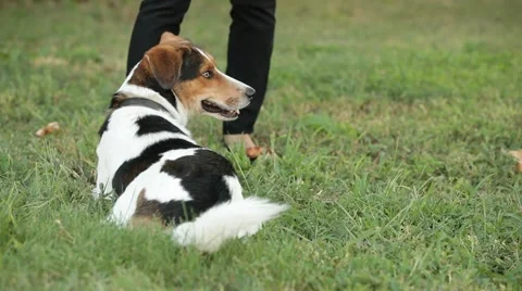 Dog Training Video stock 52379206