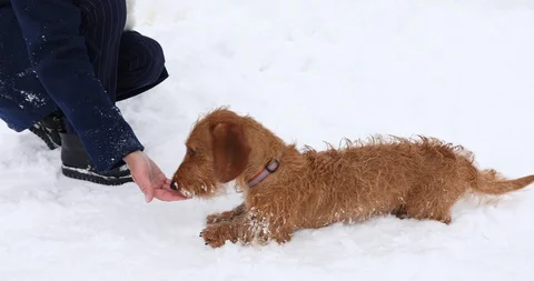 Dog training Stock-Footage 102275596