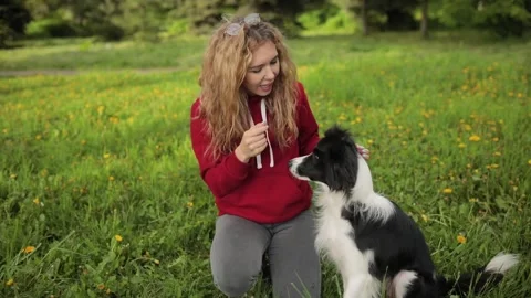 Dog training on the grass outdoor. Communication with the dog owner. dog border Vídeo Stock 137852568