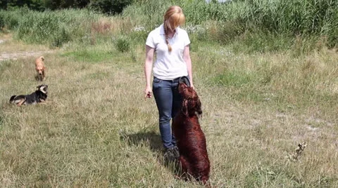 Dog training irish setter Stock Footage 26184323