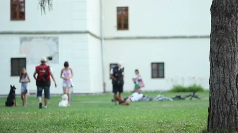 Dog Training Lesson Stock Footage 41251586