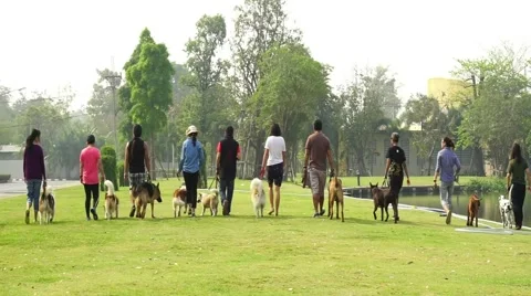 Dog training in the park Video stock 47263141