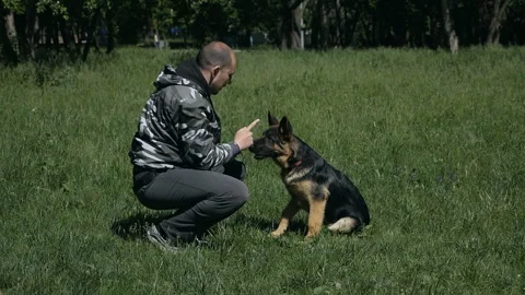 Dog training in the park. A man feeds a German shepherd in the park. Mistress Stock Footage 132454440