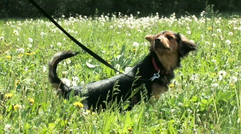 Dog training, peeing, HD 1080 Stock Footage 378317