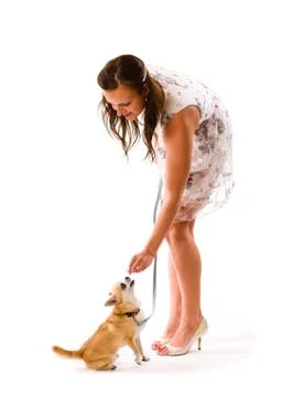 Dog training Foto stock