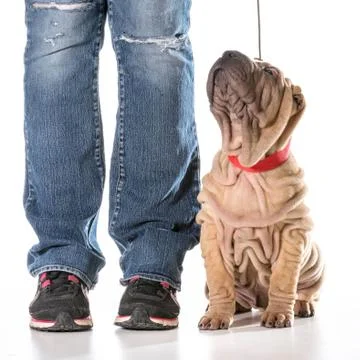 Dog training Stock Photos