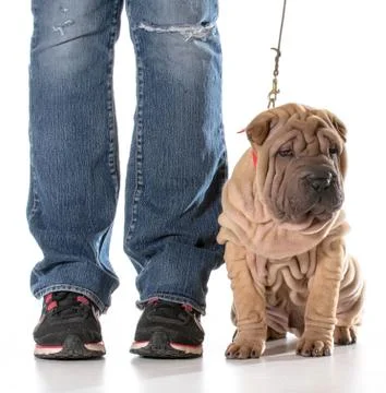 Dog training Stock Photos