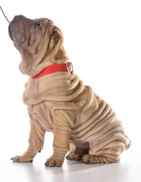 Dog training Stock Photos