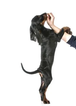 Dog training Stock Photos