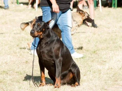 Dog training Stock Photos