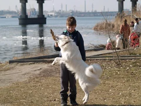 Dog training Foto stock