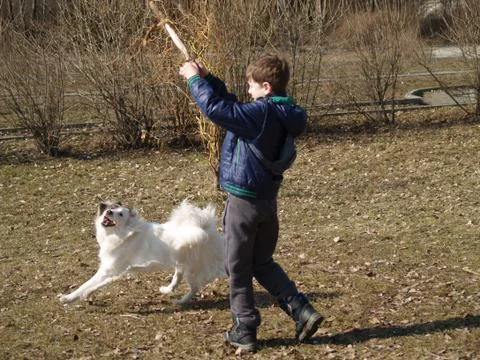 Dog training Stock-Fotos
