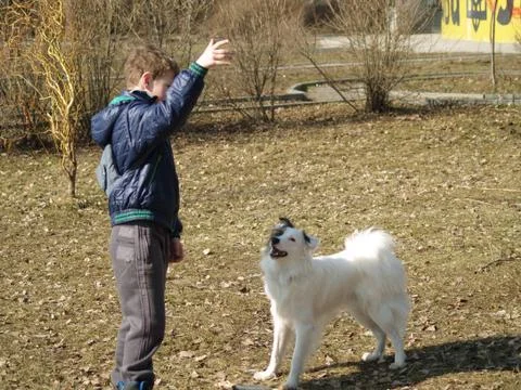 Dog training Foto stock