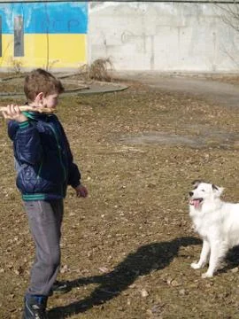 Dog training Stock-Fotos