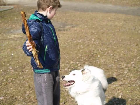 Dog training 스톡 사진