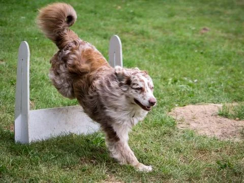 Dog training 写真素材