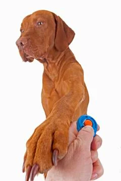 Dog training with positive reinforcement Stock Photos