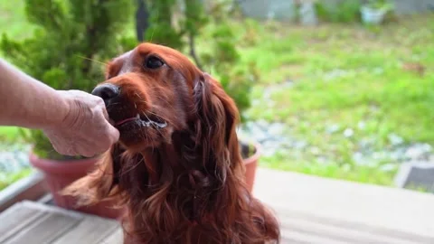 Dog training. The red Irish setter gives voice and barks for food. Stock Footage 257876258