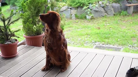 Dog training. The red Irish setter gives voice and barks for food. Stock Footage 257876348