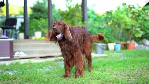 Dog training. The red Irish setter gives voice and barks for food. Stock Footage 258553959