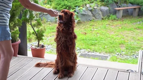 Dog training. The red Irish setter gives voice and barks for food. Stock Footage 258554066