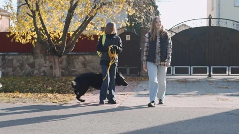 Dog training session with expert handler and her sheepdog 스톡 동영상 320432999