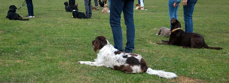 Dog training session Stock Photos