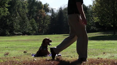 Dog Training- Stay Stock Footage 32049540