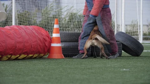 Dog in training with trainer in protective suit, training for service Stock Footage 253172969