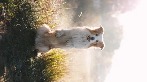 Dog training tricks, border collie, ginger. A man trains a dog and takes Stock Footage 247469396