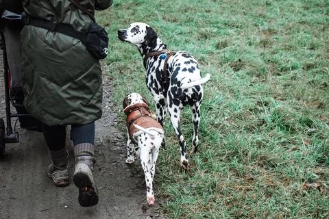 Dog training without leash - brown and black dalmatians Stock Photos