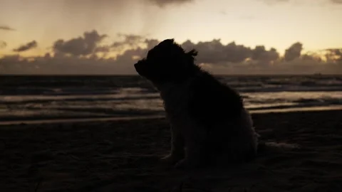 A dog transfixed on the ocean sits down in the evening 6K Stock Footage 311878584