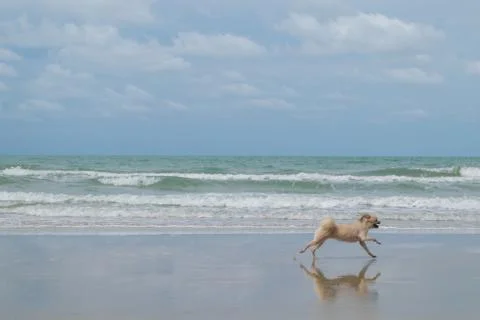Dog travel at beach Stock Photos