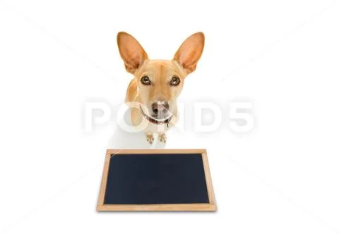 Dog treat with owner Stock Photos