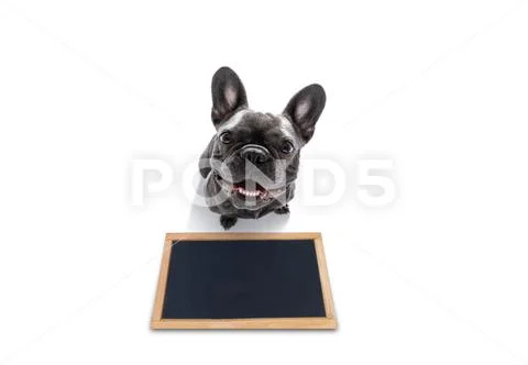 Dog treat with owner Stock Photos