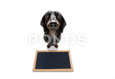 Dog treat with owner Stock Photos