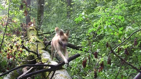 Dog on the tree Stock Footage 83844073