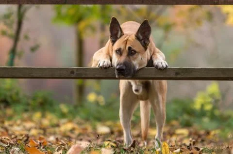 Dog trick - head on the bench Stock Photos