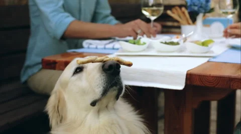 Dog trick playing with a grissini bread stick patient well-trained pet Stock Footage 56717118