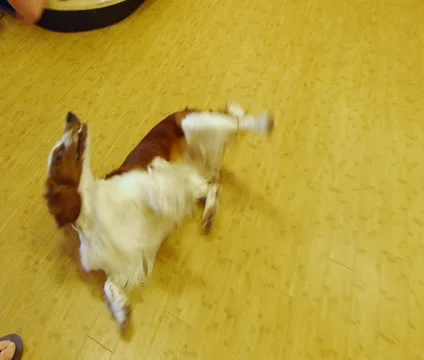 Dog Tricks Roll Over Stock Footage 46056347