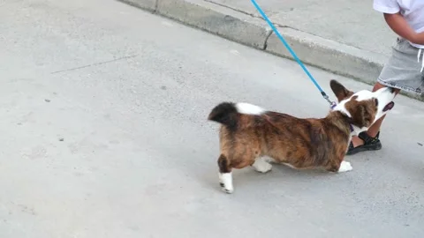 The dog tries to bite the child is pants. Stock Footage 217960950